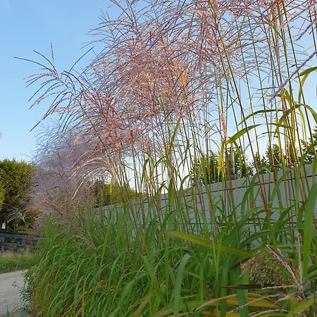 Przy Tezni * קארוויה