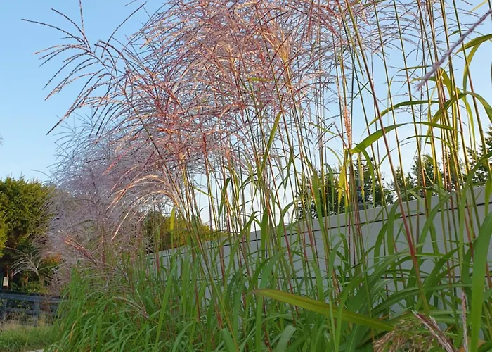 Przy Tezni * Карвиа